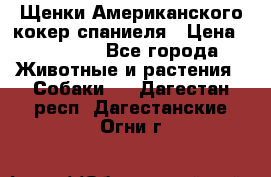 Щенки Американского кокер спаниеля › Цена ­ 15 000 - Все города Животные и растения » Собаки   . Дагестан респ.,Дагестанские Огни г.